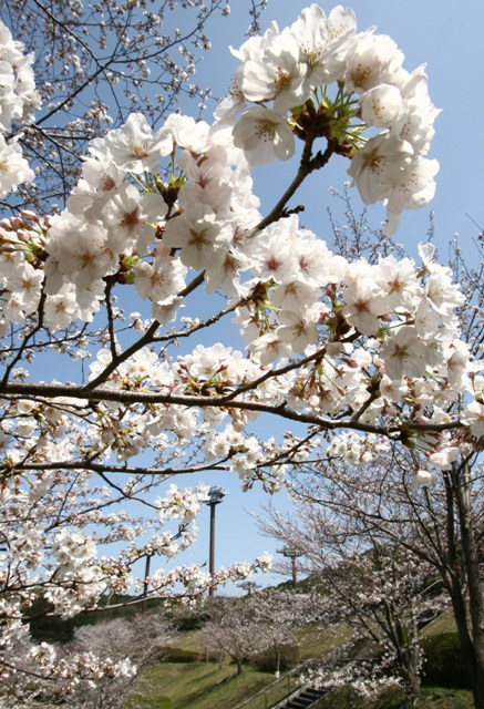 1HRAD0046.JPG - チーム一丸となって試合を応援（福岡市博多区の博多の森テニス競技場で）∥足立浩史撮影