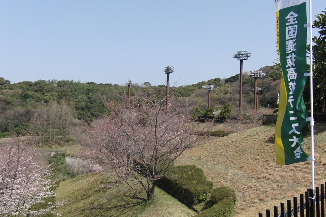 32_3_22_19.JPG - いつもの桜