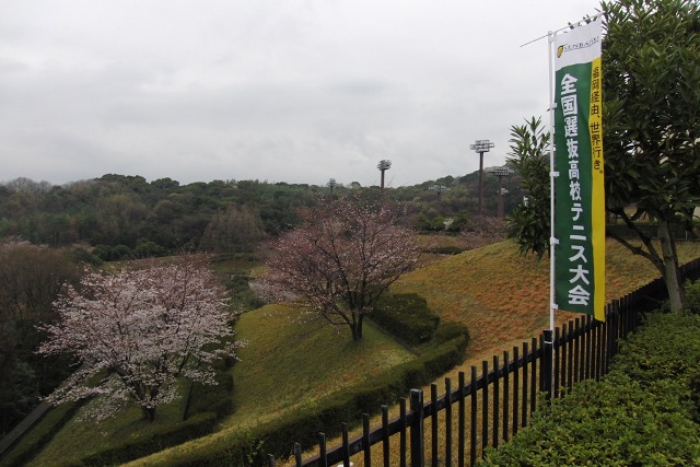 32_3_23_17.JPG - 今日の桜