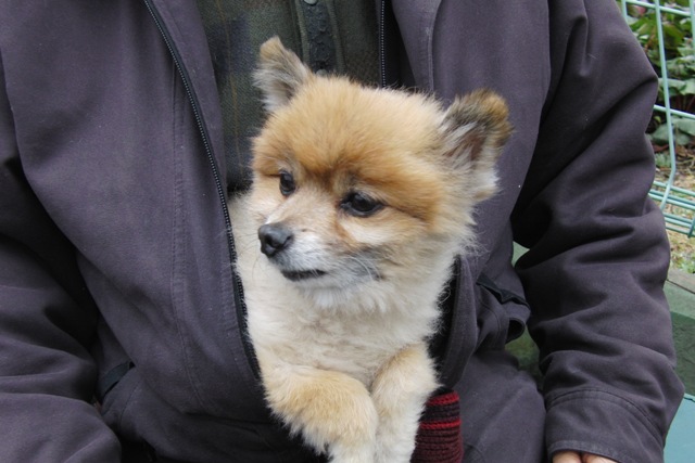 32_3_25_02.JPG - 犬も見てました。